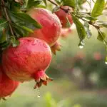 Reife rote Granatäpfel hängen am Zweig eines Baumes, mit Wassertropfen auf Schale und Blättern.