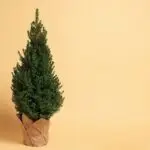 Kleine Kiefer im Topf, in braunes Papier gewickelt, vor hellem Hintergrund.