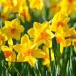 Gelbe Narzissen mit orangefarbener Mitte blühen in einem Frühlingsbeet.