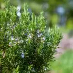 Rosmarinstrauch mit nadelförmigen grünen Blättern und kleinen hellblauen Blüten im Garten.