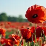 Leuchtend rote Mohnblume vor einem blühenden Mohnfeld im warmen Sonnenlicht.