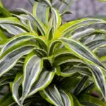 Panaschierte Dracaena mit grün-weiß-gelben, länglichen Blättern in dichter Rosette.