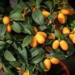 Kumquat-Pflanze mit vielen orangefarbenen Früchten und glänzend grünen Blättern.