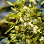 Nahaufnahme von grüner Mistel mit weißen Beeren an einem Zweig im Sonnenlicht.