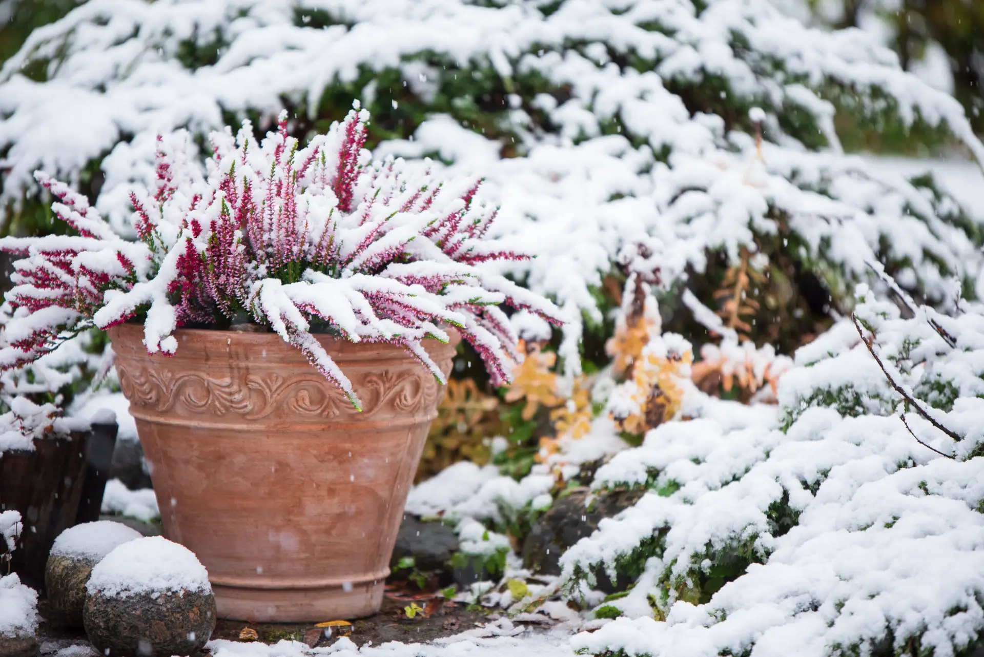 Verschneiter Terrakottatopf mit blühender Heidepflanze im winterlichen Garten.