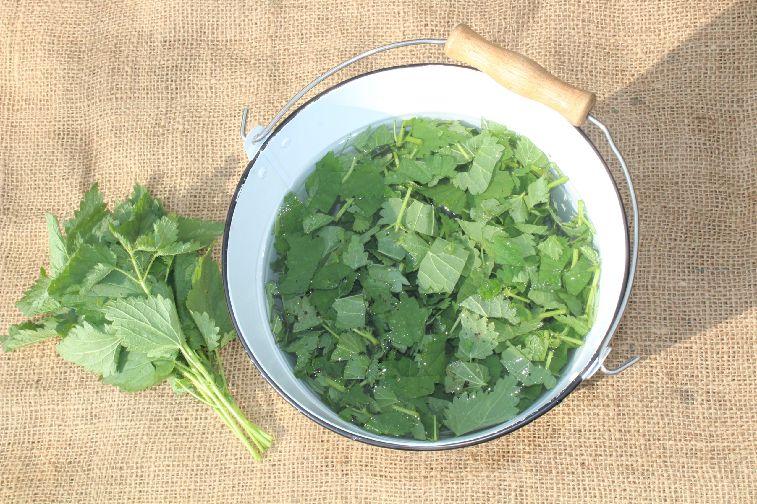 Zerkleinerte Brennnesselblätter in einem Eimer mit Wasser angesetzt.