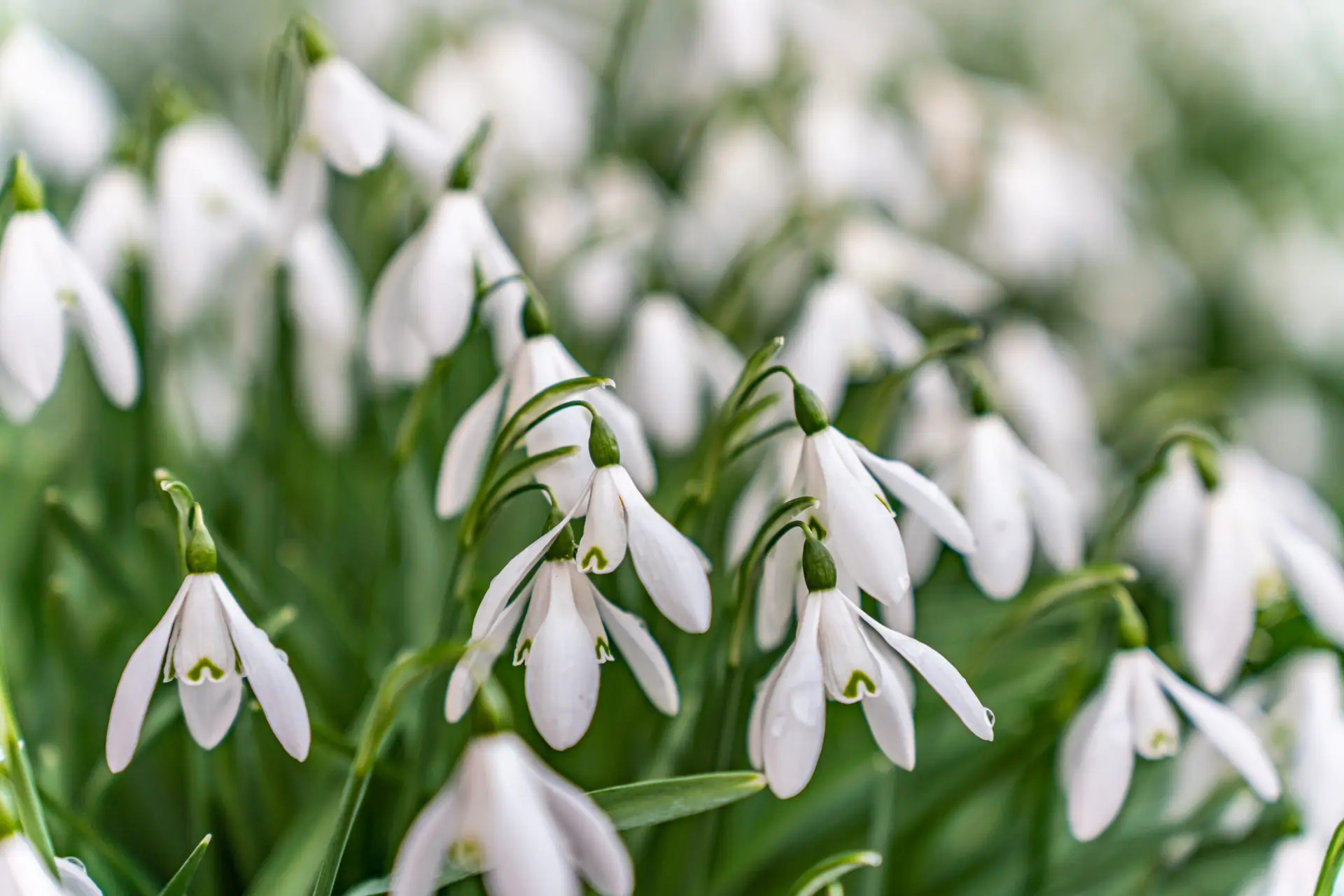 Weiße Schneeglöckchen mit glockenförmigen Blüten zwischen frischem, grünem Laub.