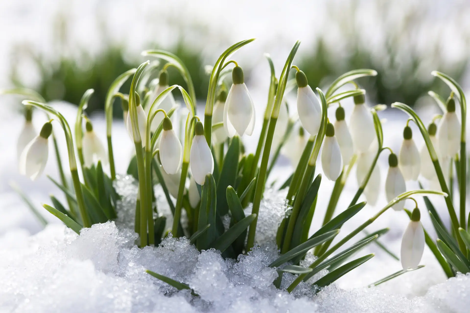 Weiße Schneeglöckchen mit zarten Blüten in frischem Grün, Nahaufnahme im Frühling.