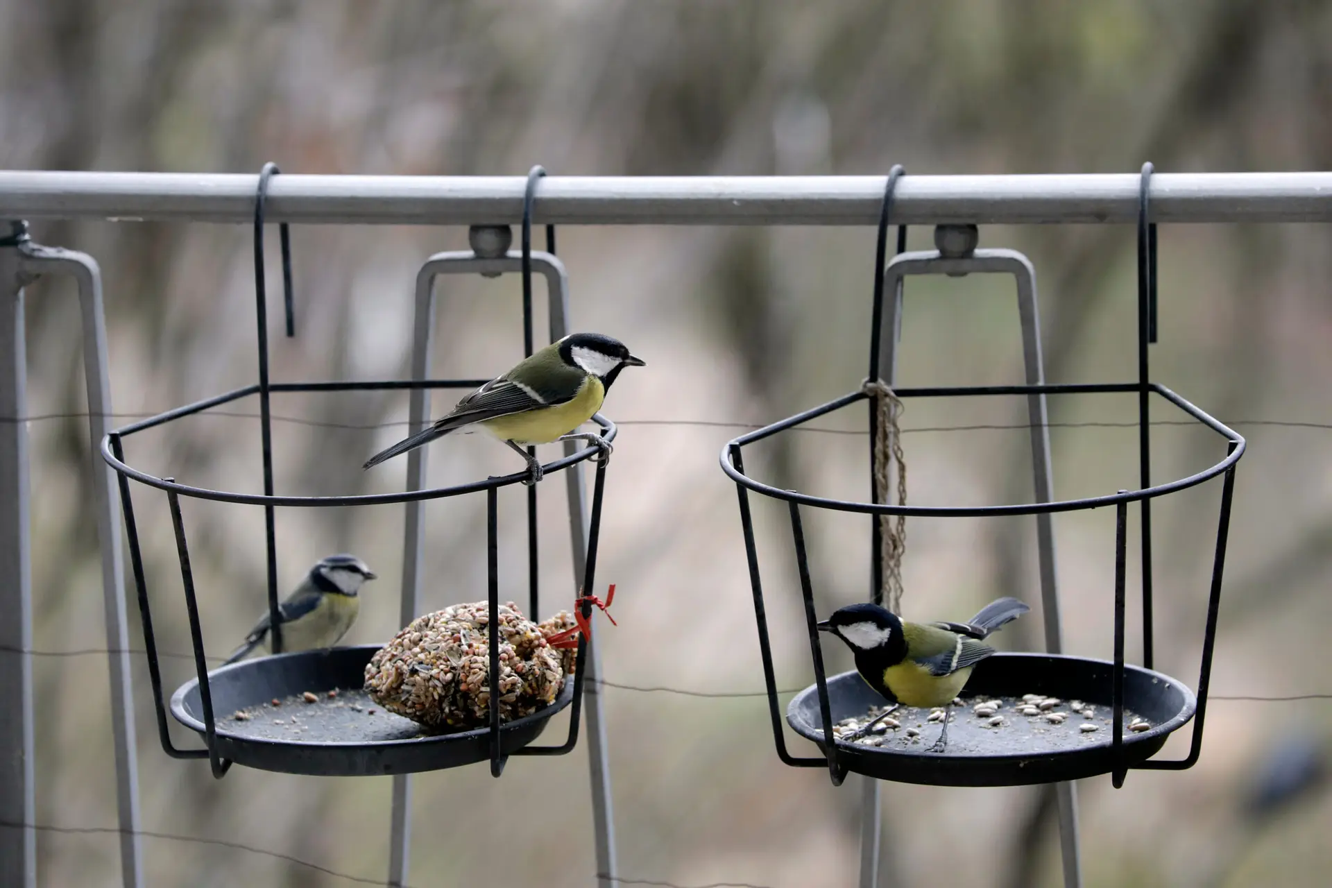 Meisen sitzen an hängenden Vogel-Futterspendern mit Körnern auf einem Balkon.