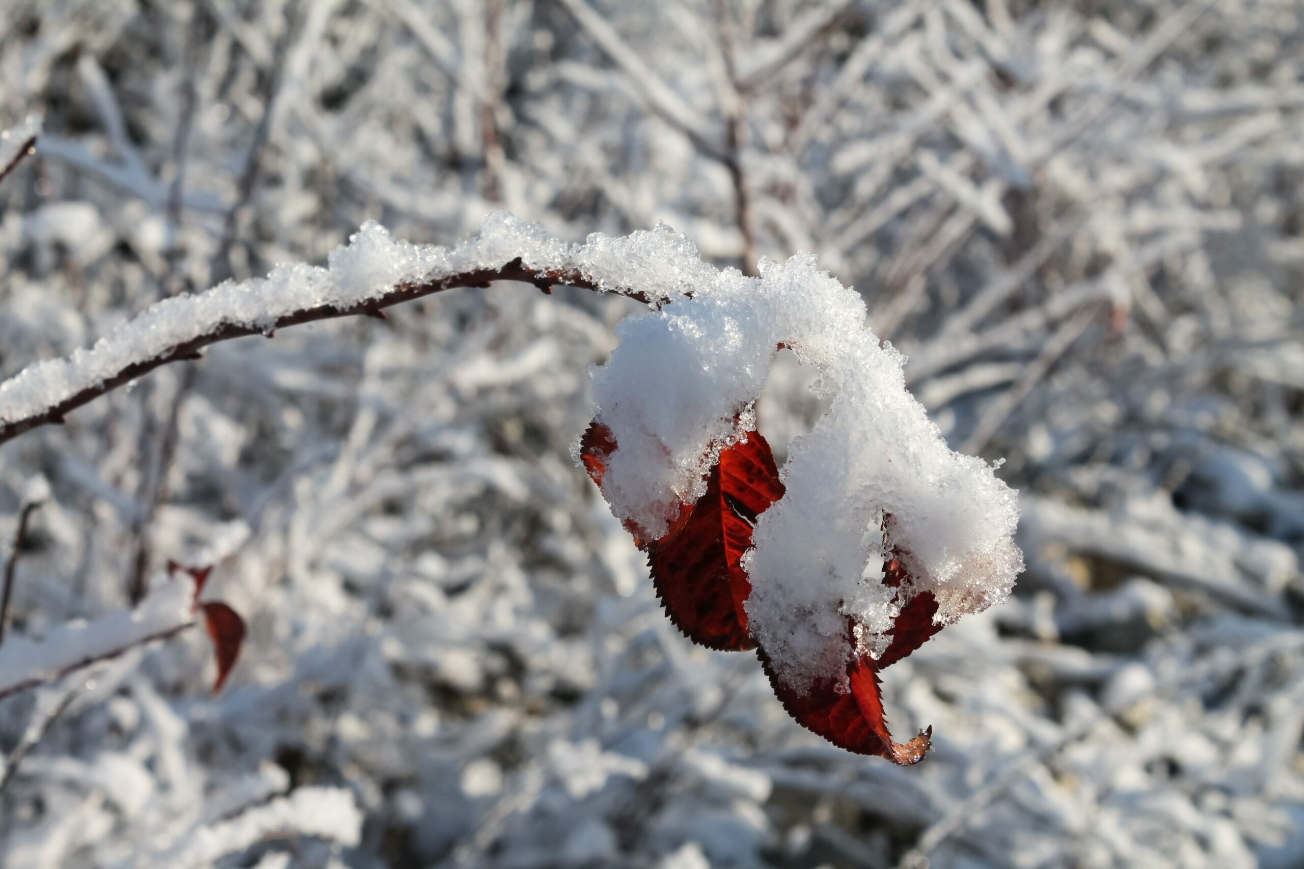 Frost und Schnee im Garten