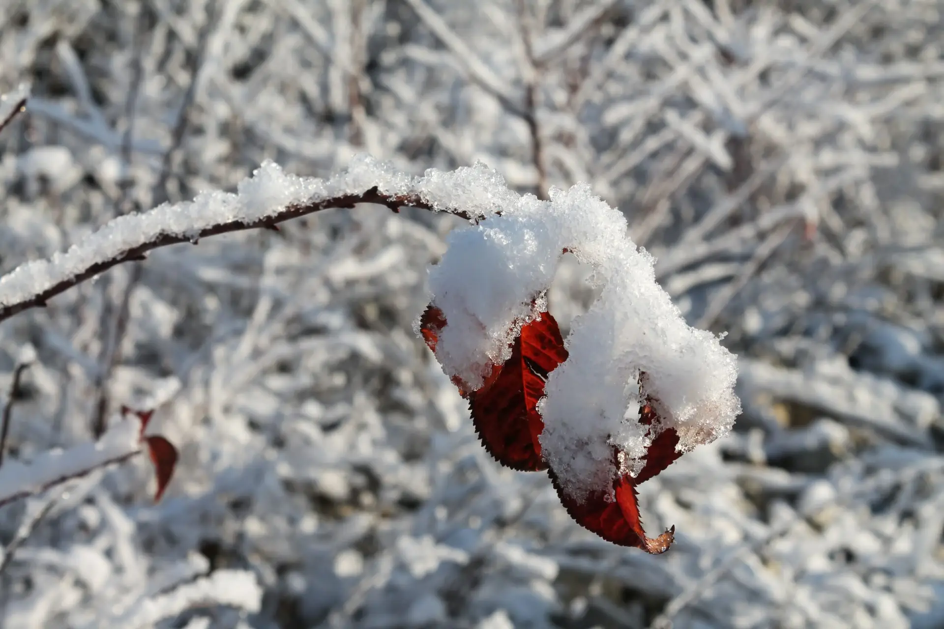Frost und Schnee im Garten