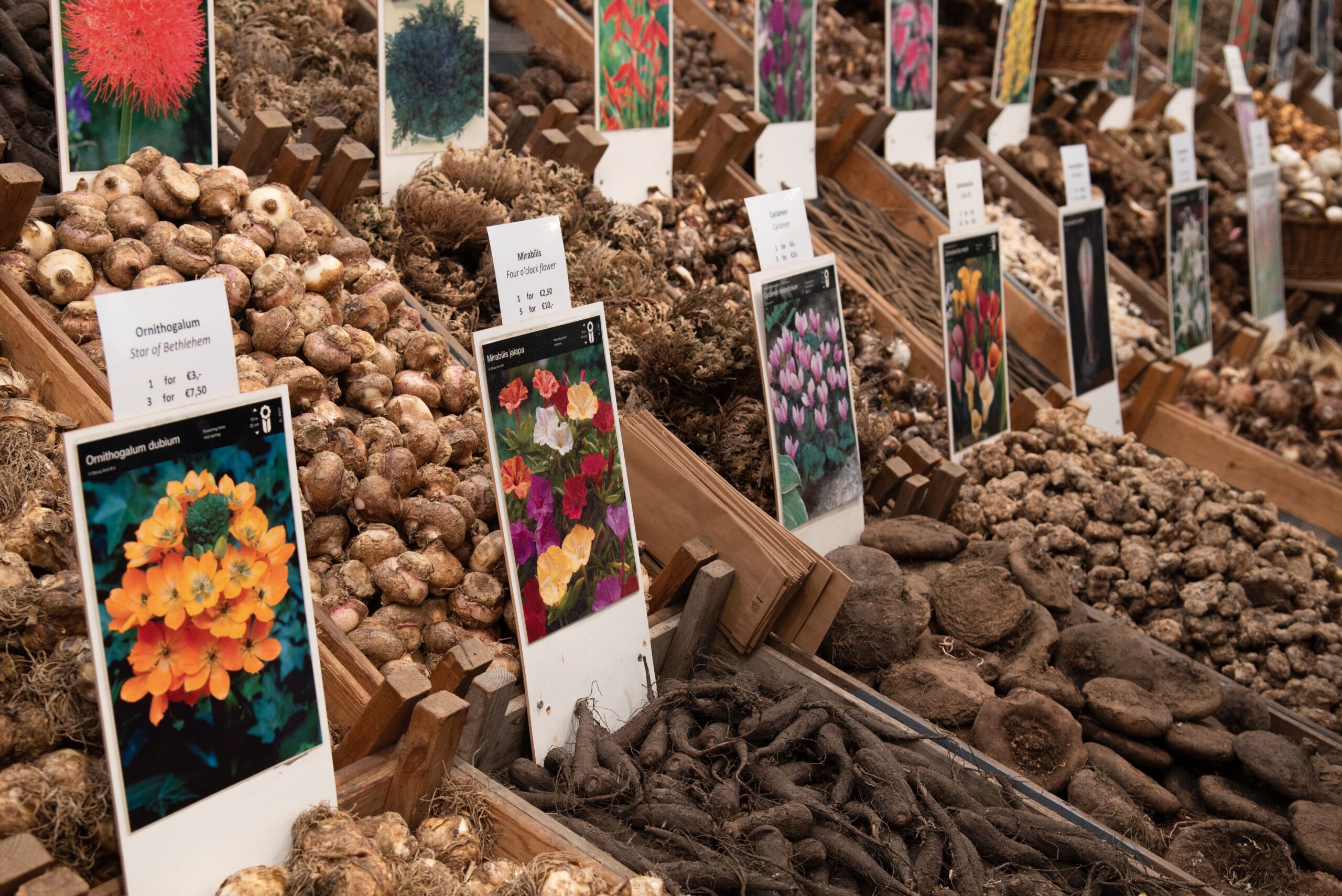 Knollen, Zwiebeln und Rhizome