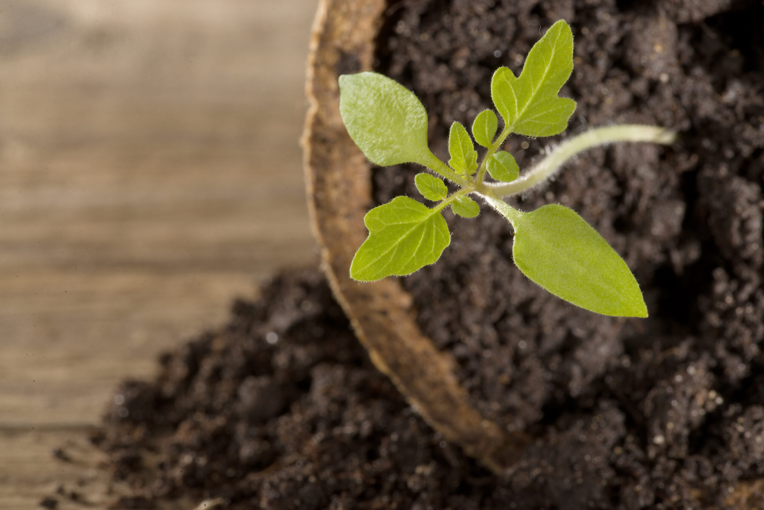 Junger Tomatensämling in Anzuchterde im biologisch abbaubaren Topf.
