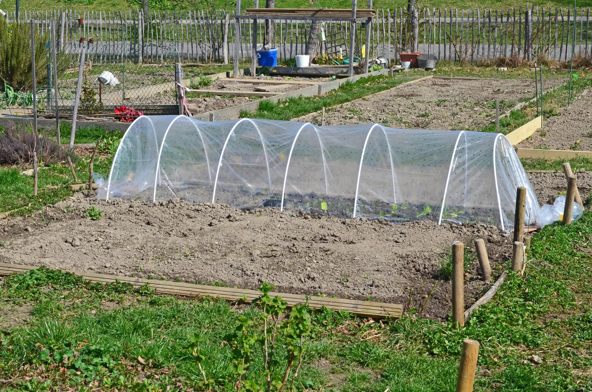 Gemüsebeet mit Folientunnel über jungen Pflanzen im Nutzgarten.