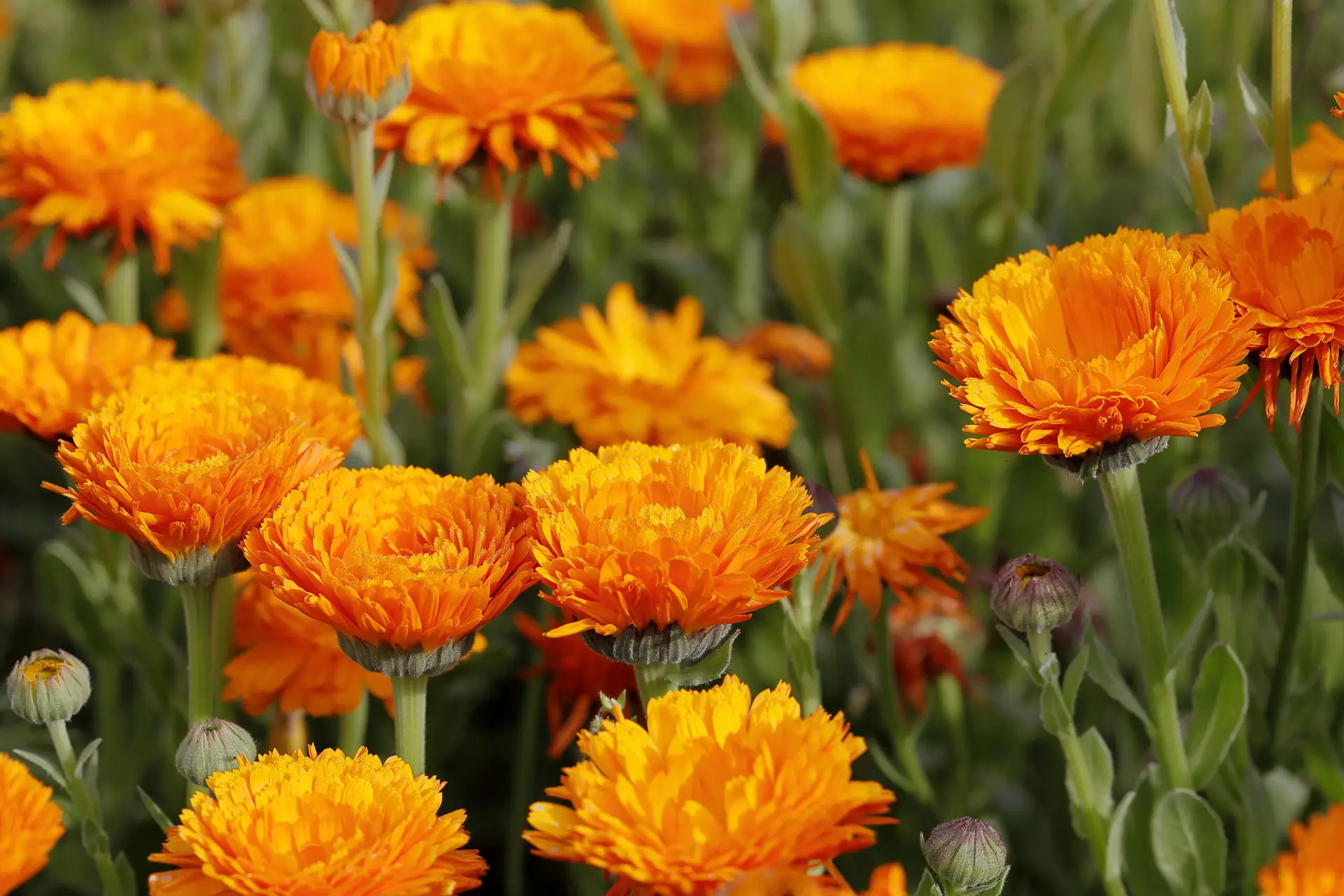 Blumenaussaat im März – Start im Beet und auf dem Balkon