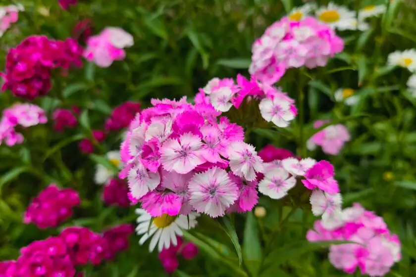 Pink und weiß blühende Bartnelken im Gartenbeet mit grünen Blättern.
