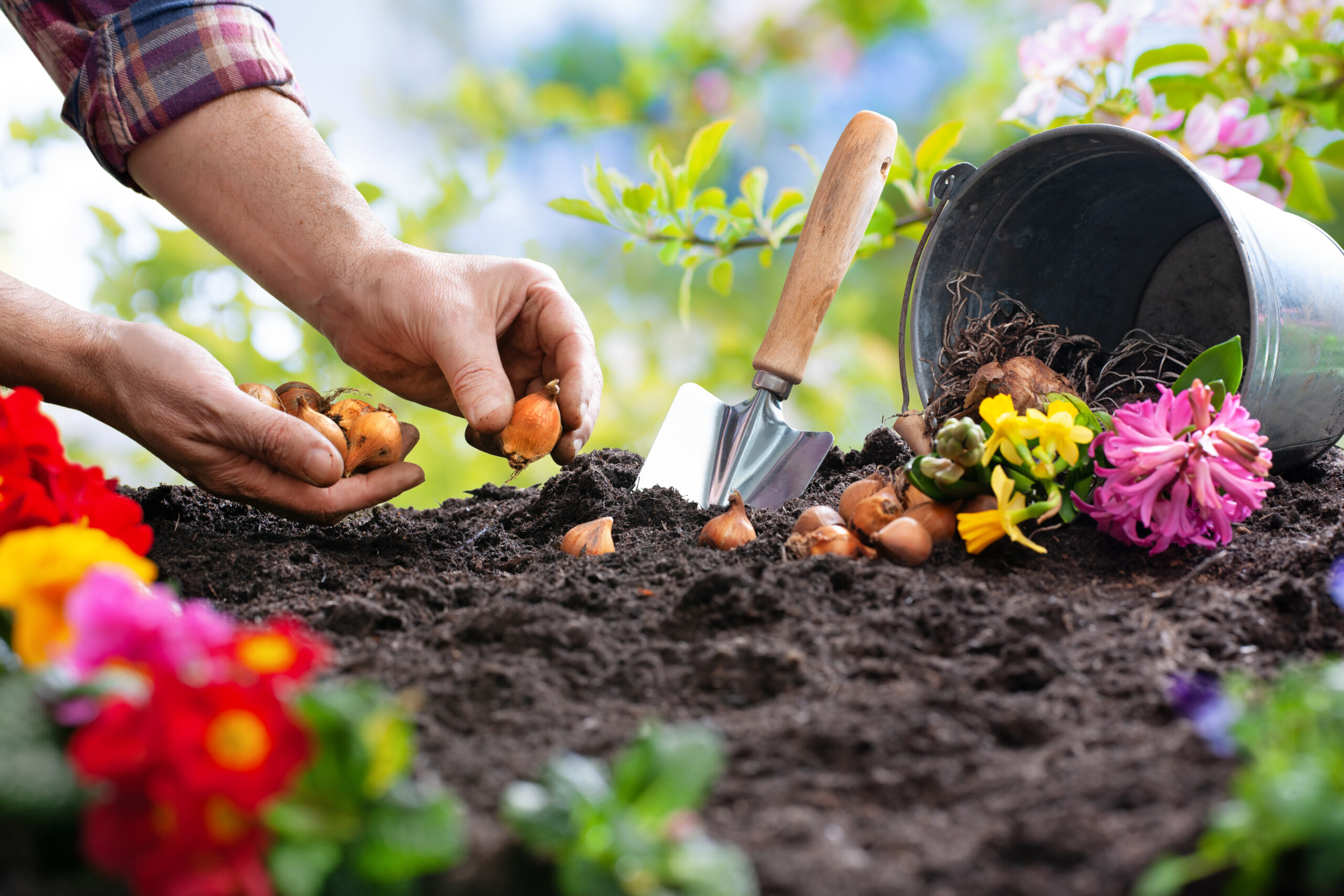 Hände pflanzen Blumenzwiebeln in lockere Erde neben Gartenwerkzeug.