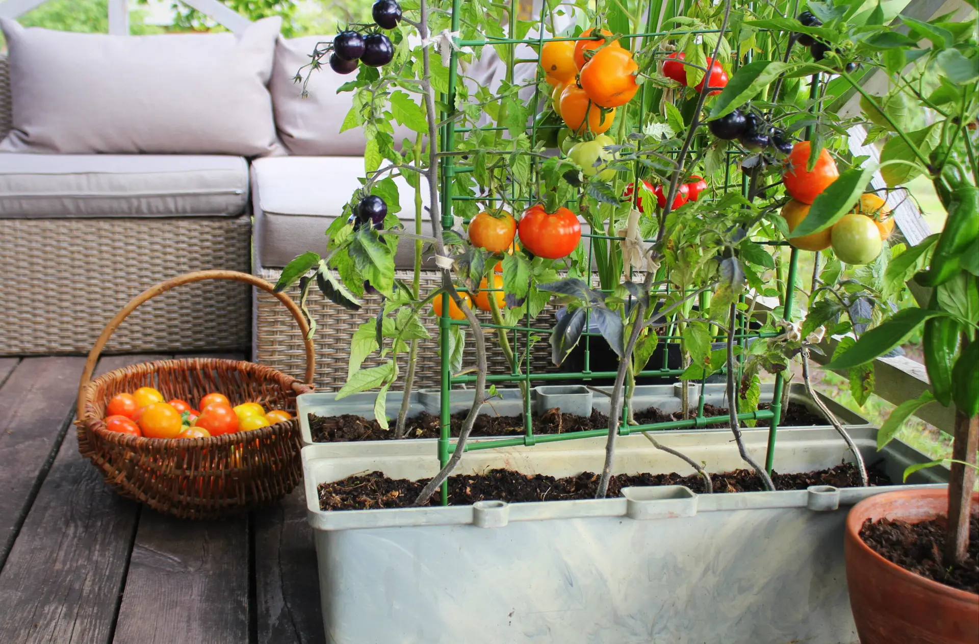 Reife bunte Tomatenpflanzen im Balkonkasten mit Erntekorb auf der Terrasse.