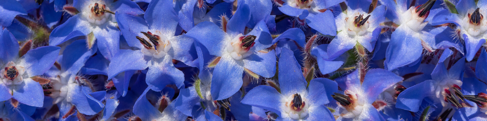 Leuchtend blaue Borretschblüten mit sternförmigen Blüten im Garten.