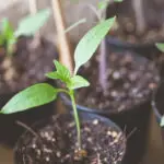 Junge Paprika Sämlinge in kleinen Töpfen mit Anzuchterde.