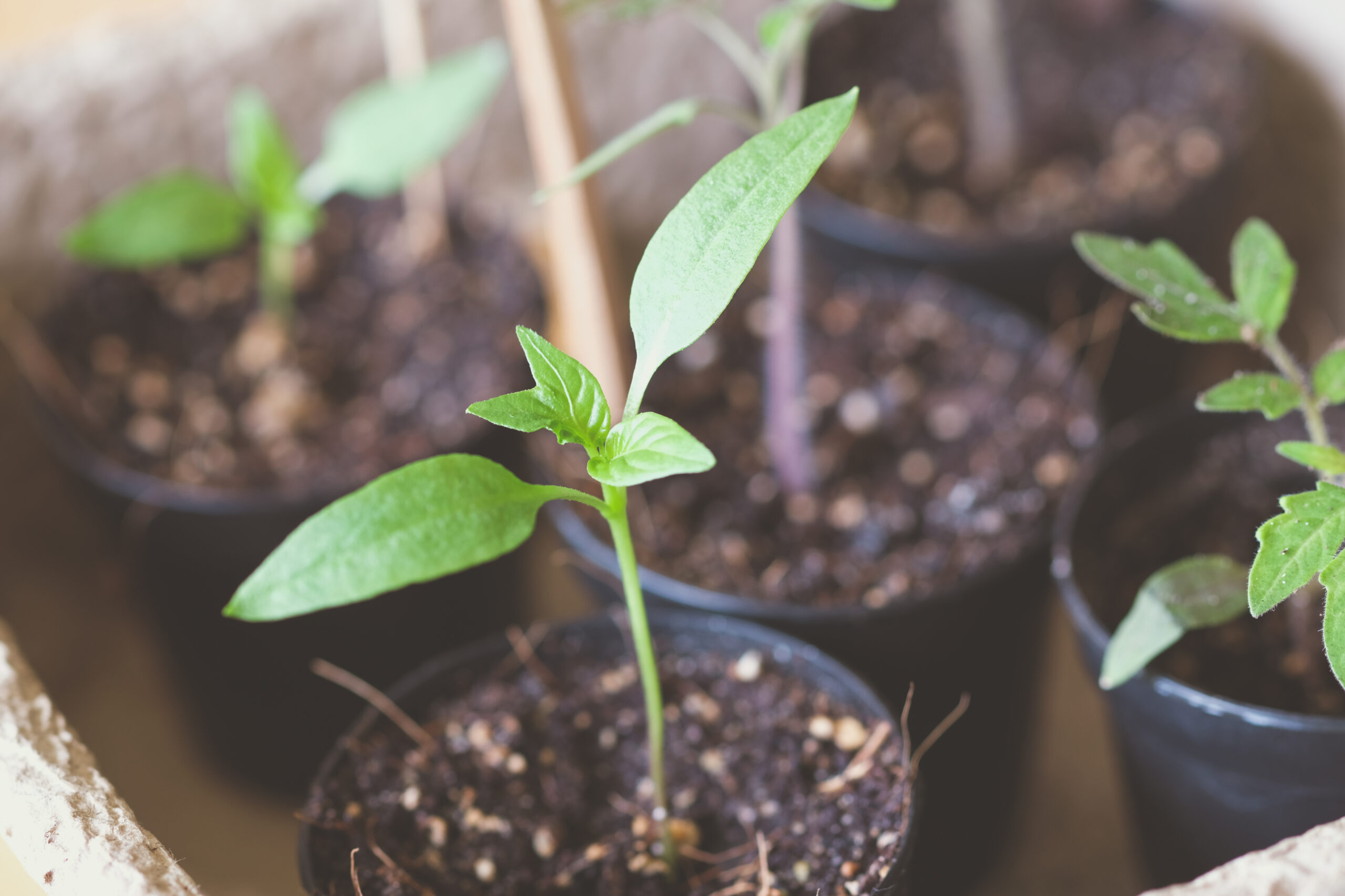 Junge Paprika Sämlinge in kleinen Töpfen mit Anzuchterde.