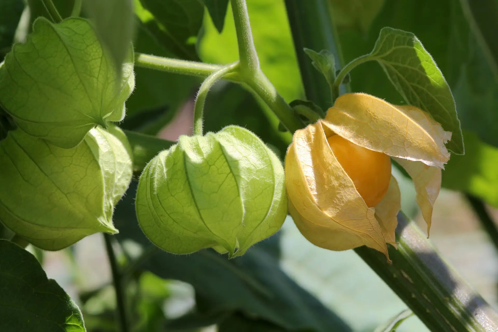 Reife Physalis mit orangefarbener Frucht in papierartiger Hülle an grüner Pflanze.
