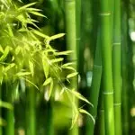 Grüne Bambusstämme mit frischen Blättern im Sonnenlicht.