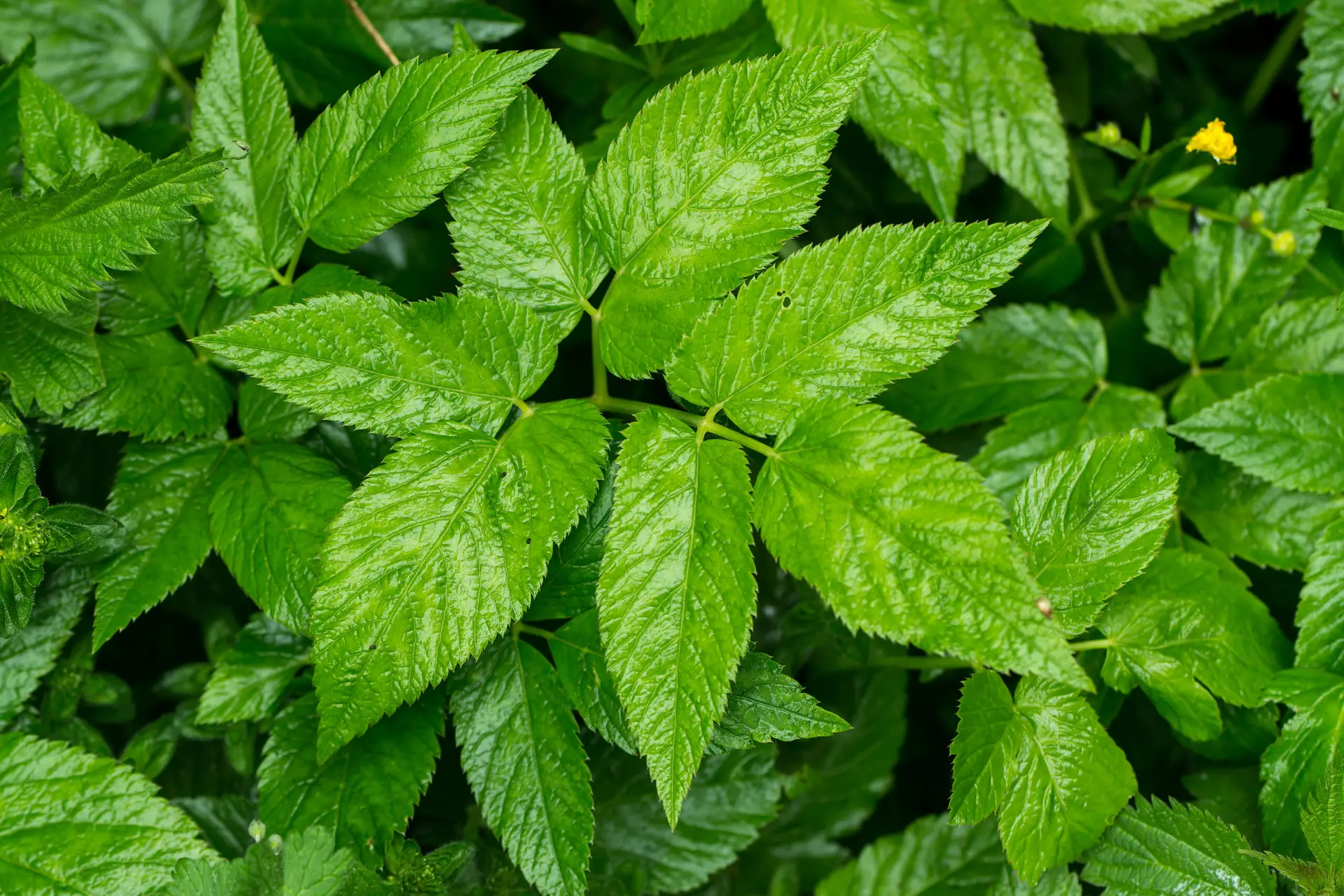 Frischer Giersch mit gezackten grünen Blättern im Beet.