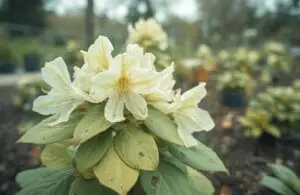 Rhododendron mit Eisenmangel und gelblichen Blättern im Beet.