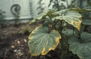 Gurkenpflanze mit Magnesiummangel und gelben Blatträndern im Beet.
