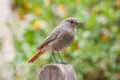 Hausrotschwanz sitzt auf einem Pfosten vor grünem Hintergrund.