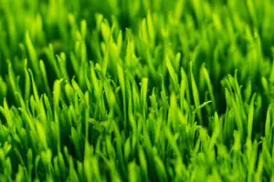 Frisches Ostergras als grüne Keimlinge dicht gewachsen.