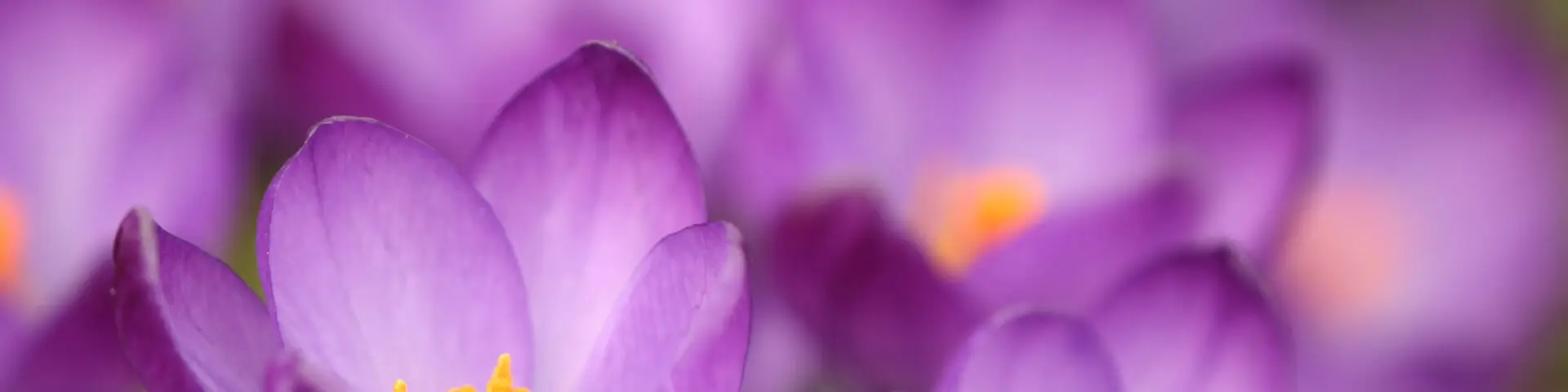 Violette Krokusblüten mit gelben Staubgefäßen im Frühling.