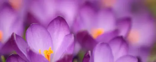Violette Krokusblüten mit gelben Staubgefäßen im Frühling.