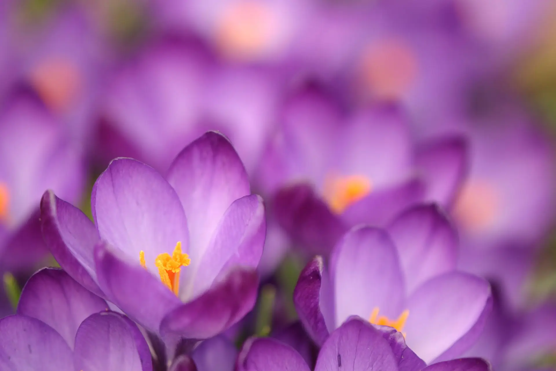 Krokusse – der Frühling klopft an