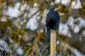 Saatkrähe sitzt auf einem Holzpfahl neben einem Zaun.