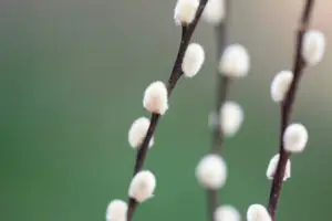 Weidenkätzchen an Zweigen mit weichen weißen Blütenknospen.