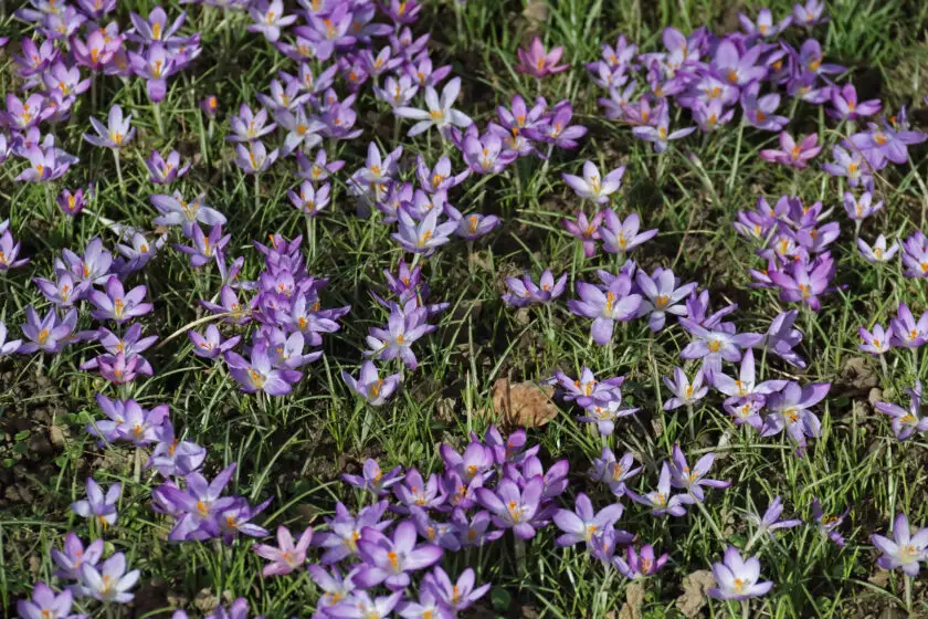Viele violette Krokusse blühen dicht im Frühlingsrasen