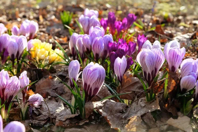 Violette und gelbe Krokusse blühen zwischen trockenem Laub im Frühlingsgarten.