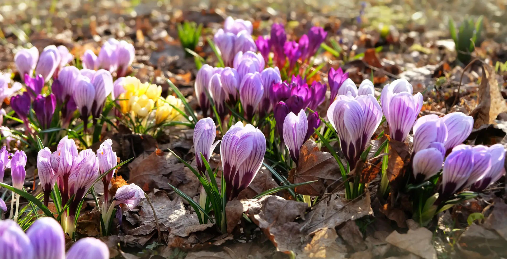 Dein Garten im April – die wichtigsten Aufgaben auf einen Blick