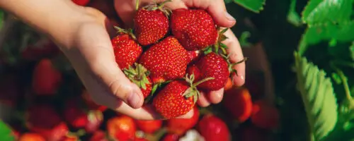 Hände halten frisch geerntete Erdbeeren direkt aus dem Gartenbeet.