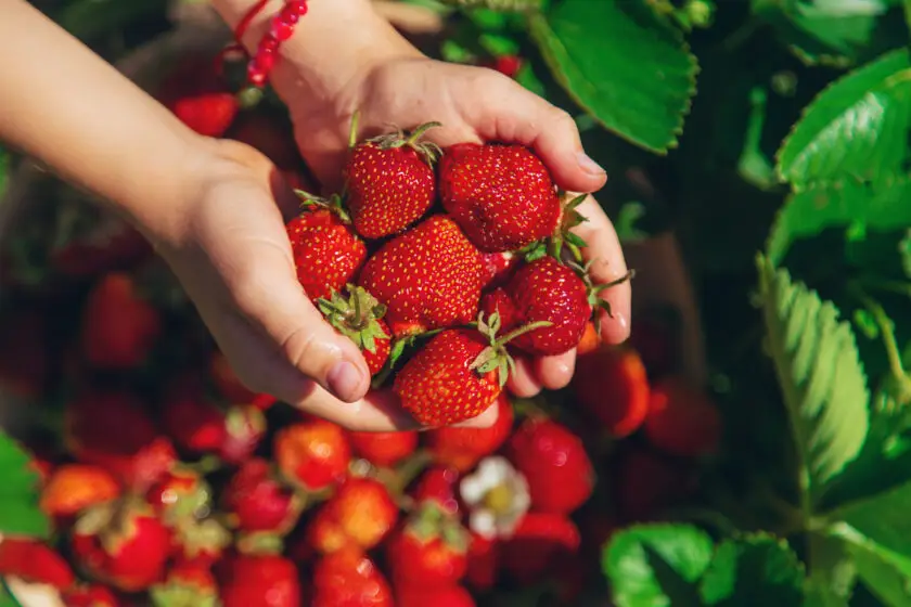 Hände halten frisch geerntete Erdbeeren direkt aus dem Gartenbeet.