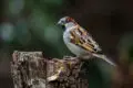 Haussperling sitzt auf einem verwitterten Holzstumpf.