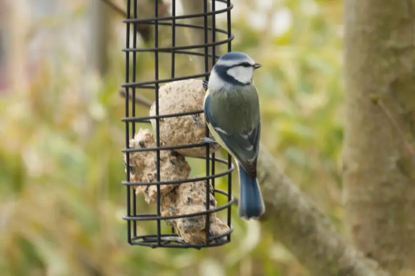 Blaumeise sitzt an Meisenknödel in einem Vogelfutterspender im Garten.