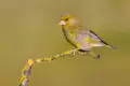 Grünfink sitzt auf einem dünnen Ast mit gelbem Gefieder.