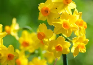 Gelbe Narzissen mit orangefarbener Mitte in der Frühlingssonne.