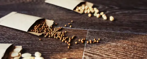 Samentüten mit verschiedenen Samen auf einem Holztisch.