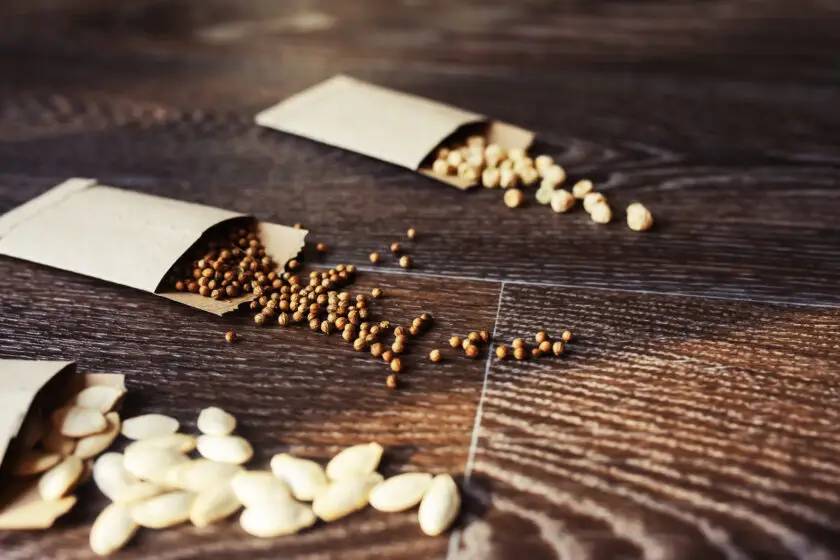 Samentüten mit verschiedenen Samen auf einem Holztisch.