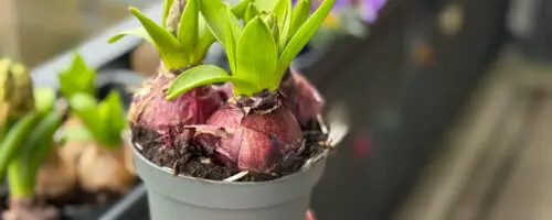 Hyazinthenzwiebeln im Topf mit frischen grünen Trieben auf Erde, in der Hand gehalten.
