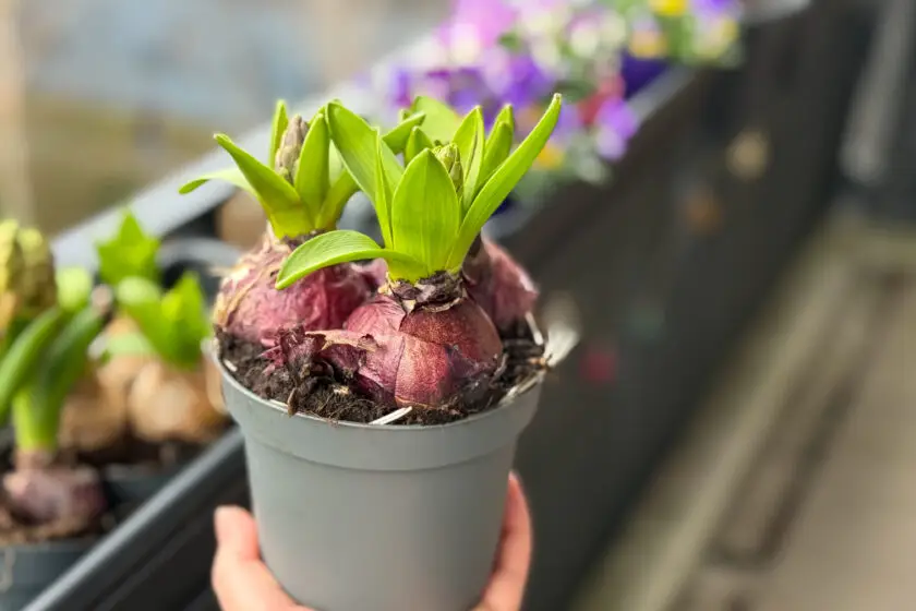 Hyazinthenzwiebeln im Topf mit frischen grünen Trieben auf Erde, in der Hand gehalten.
